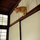 Image for article titled Some of Japan's Most Memorable Twitter Pics of 2014
